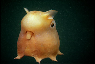 Illustration for article titled 12 Real Animals We Can't Believe Aren't Pokémon